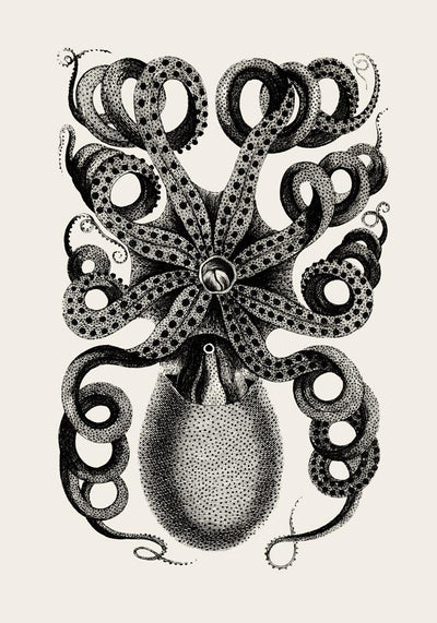 Octopus Back Antique Print - Vintage Poster Patroa Studio