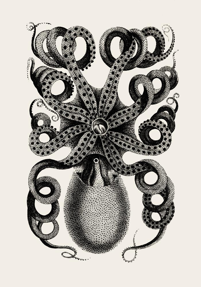 Octopus Back Antique Print - Vintage Poster Patroa Studio — Ansicht 4