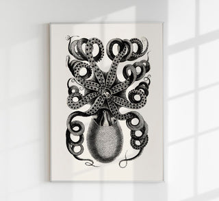 Octopus Back Antique Print