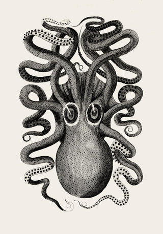 Octopus Front Antique Print