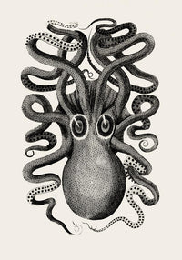 Octopus Front Antique Print – Art Print Octopus — Ansicht 4