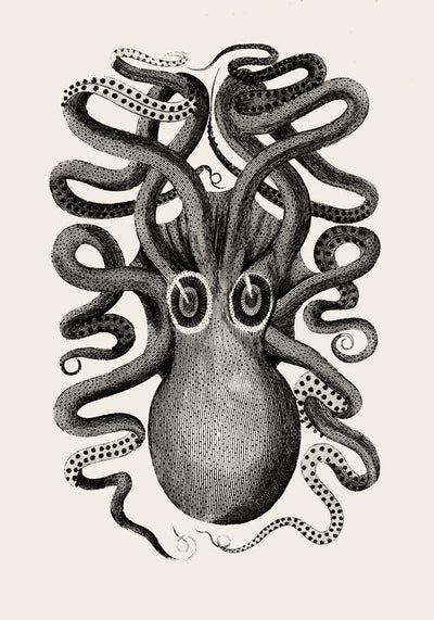 Octopus Front Antique Print – Art Print Octopus