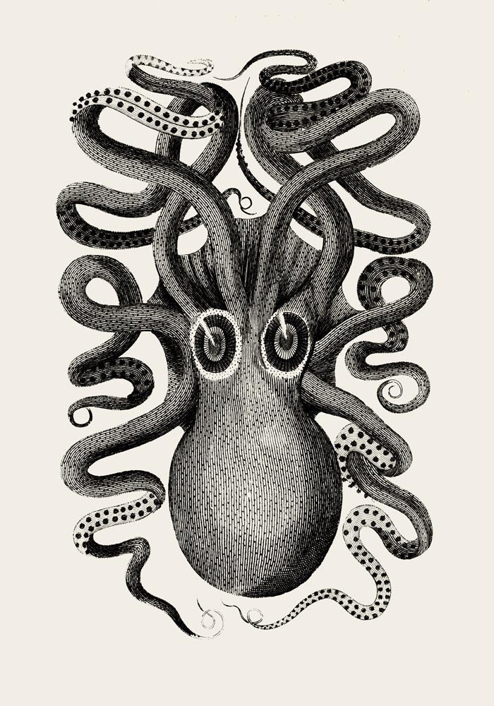 Octopus Front Antique Print – Art Print Octopus — Ansicht 4
