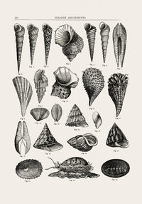 Seaside Amusements Shell Chart Antique Print – Patroa Studio — Ansicht 4