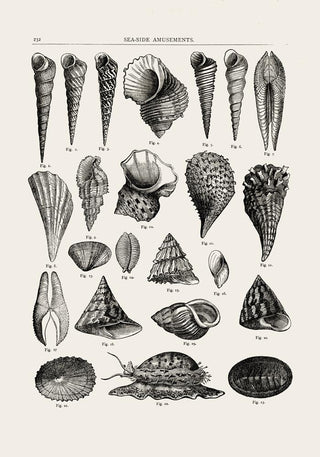 Seaside Amusements Shell Chart Antique Print