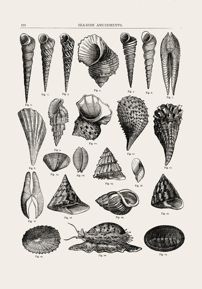 Seaside Amusements Shell Chart Antique Print – Patroa Studio