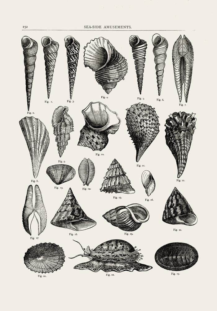 Seaside Amusements Shell Chart Antique Print – Patroa Studio — Ansicht 4