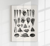 Seaside Amusements Shell Chart Antique Print – Patroa Studio — Ansicht 1
