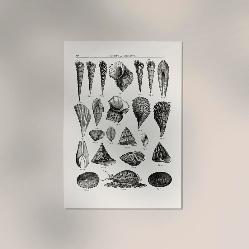 Seaside Amusements Shell Chart Antique Print – Patroa Studio — Ansicht 3