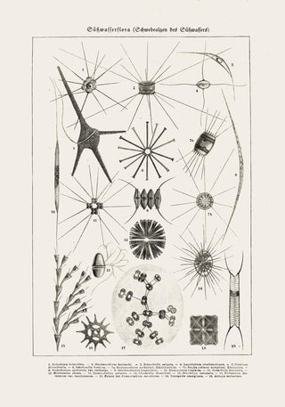 Spring water flower (Süsswasserflora) Antique Print