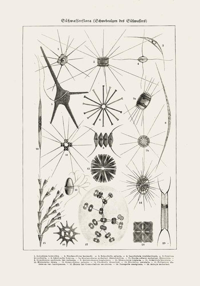 Spring Water Flower – Antique Print Poster by Patroa Studio
