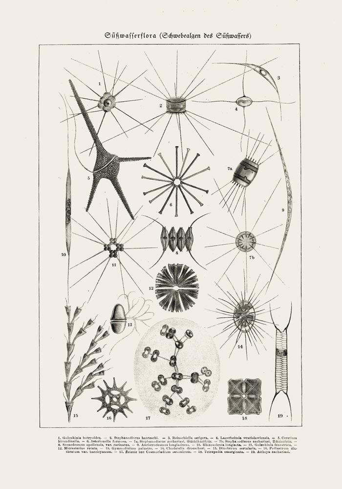 Spring Water Flower – Antique Print Poster by Patroa Studio — Ansicht 3