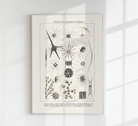 Spring Water Flower – Antique Print Poster by Patroa Studio — Ansicht 1