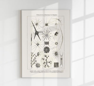 Spring Water Flower – Antique Print Poster by Patroa Studio