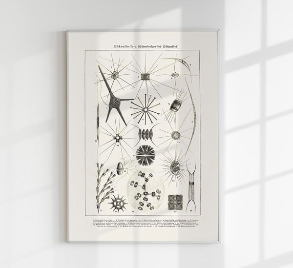 Spring Water Flower – Antique Print Poster by Patroa Studio