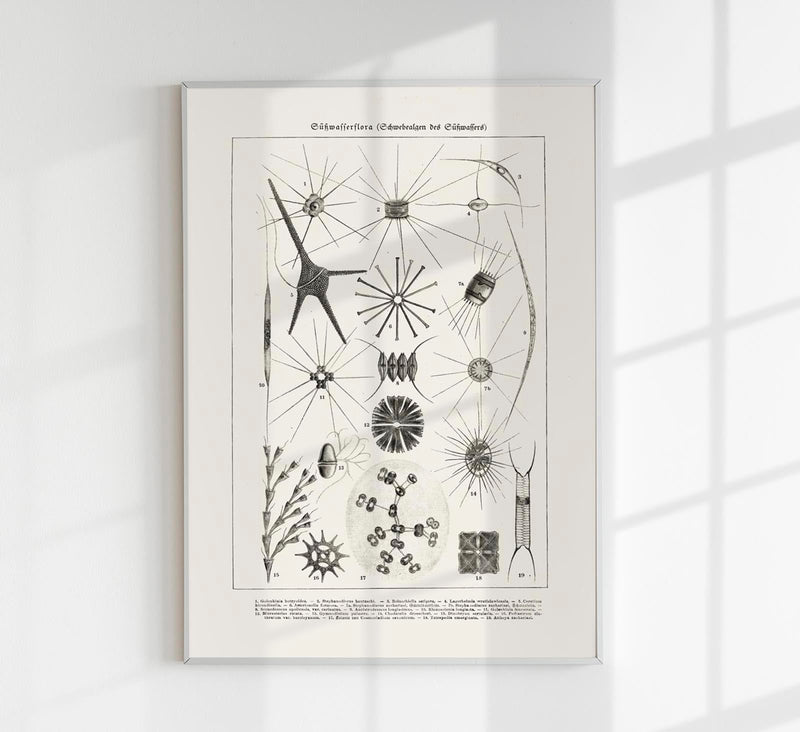 Spring Water Flower – Antique Print Poster by Patroa Studio — Patroa Studio