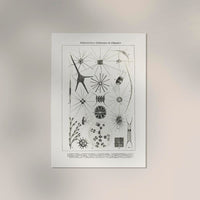 Spring Water Flower – Antique Print Poster by Patroa Studio — Ansicht 2