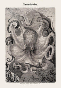 Squid Snails Antique Print – Fine Art Print UV-beständig Atelierdruck — Ansicht 3