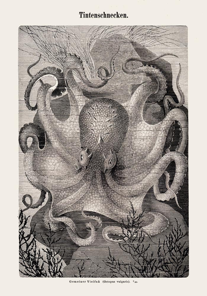 Squid Snails Antique Print – Fine Art Print UV-beständig Atelierdruck — Ansicht 3