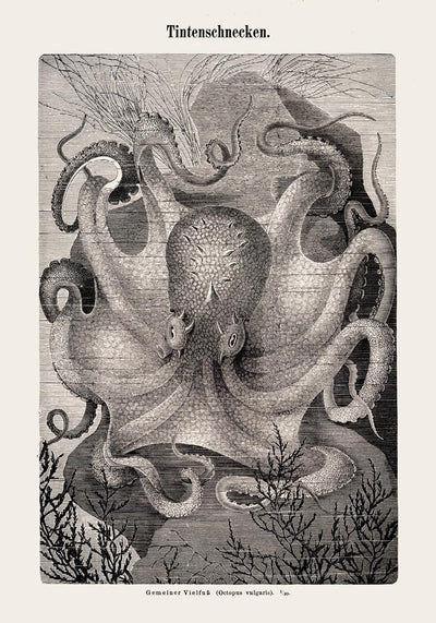 Squid Snails Antique Print - Fine Art Print UV-resistant Studio Print