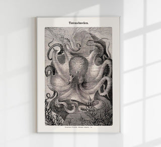 Squid Snails Antique Print – Fine Art Print | UV-beständig | Atelierdruck