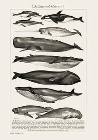 Whales Chart Nr. 1 German Antique Print – Historische Meeresgrafik Fine Art — Ansicht 3