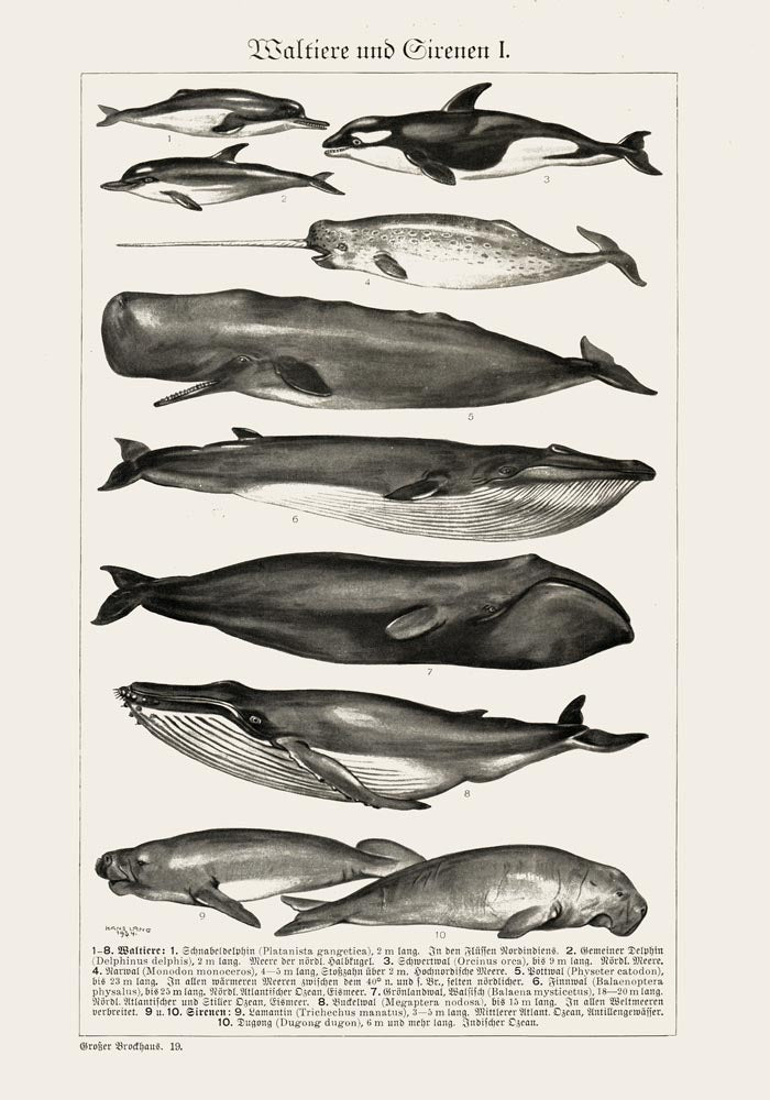 Whales Chart Nr. 1 German Antique Print – Historische Meeresgrafik Fine Art — Ansicht 3