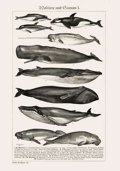 Whales Chart No. 1 German Antique Print – Historical Marine Chart Fine Art