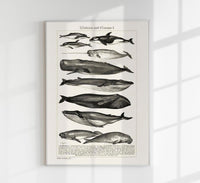 Whales Chart Nr. 1 German Antique Print – Historische Meeresgrafik Fine Art — Ansicht 1