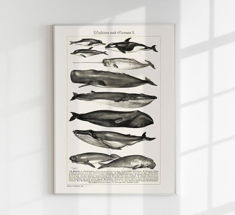 Whales Chart Nr. 1 German Antique Print – Historische Meeresgrafik Fine Art — Patroa Studio