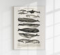 Whales Chart Nr. 1 German Antique Print – Historische Meeresgrafik Fine Art