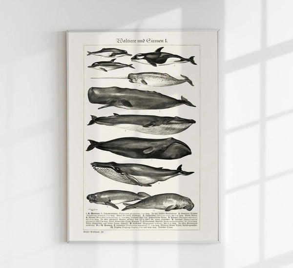 Whales Chart No. 1 German Antique Print – Historical Marine Chart Fine Art