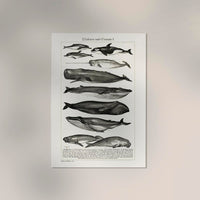 Whales Chart Nr. 1 German Antique Print – Historische Meeresgrafik Fine Art — Ansicht 2