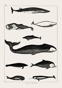 Whales Chart Antique Print – Historische Meeresgrafik Fine Art Druck — Ansicht 3