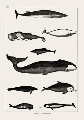 Whales Chart Antique Print – Historische Meeresgrafik | Fine Art Print | Vintage Poster