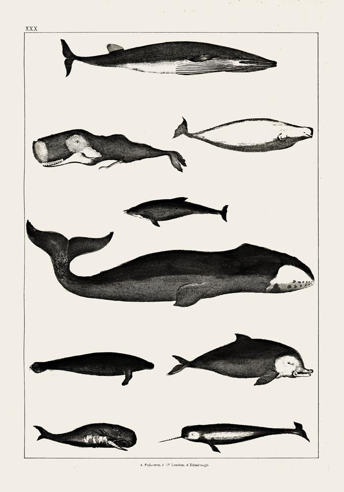 Whales Chart Antique Print – Historische Meeresgrafik Fine Art Druck — Ansicht 3