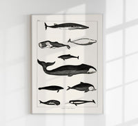 Whales Chart Antique Print – Historische Meeresgrafik Fine Art Druck — Ansicht 1
