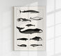 Whales Chart Antique Print – Historische Meeresgrafik Fine Art Druck
