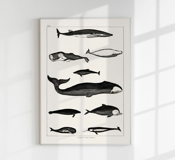 Whales Chart Antique Print – Historische Meeresgrafik Fine Art Druck