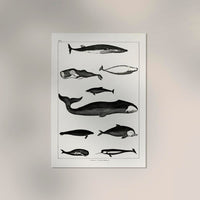 Whales Chart Antique Print – Historische Meeresgrafik Fine Art Druck — Ansicht 2