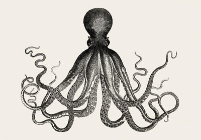 Octopus Antique Print - Historical Marine Illustration Fine Art Poster