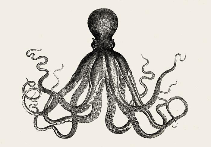 Octopus Antique Print - Historical Marine Illustration Fine Art Poster — Ansicht 4