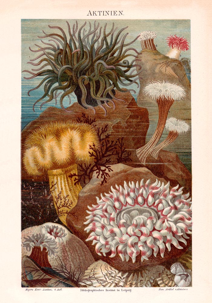 Seaweed Anemones Coral Poster - Scientific Illustration — Ansicht 3