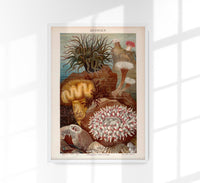 Seaweed Anemones Coral Poster - Scientific Illustration — Ansicht 1
