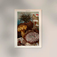 Seaweed Anemones Coral Poster - Scientific Illustration — Ansicht 2