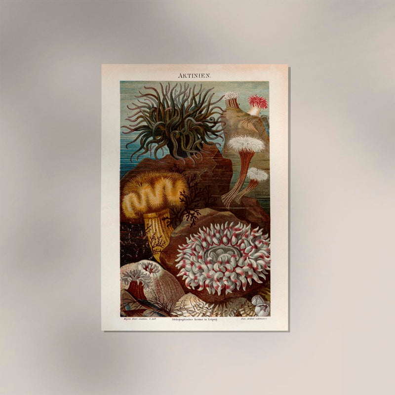 Seaweed Anemones Coral Poster - Scientific Illustration — Ansicht 2