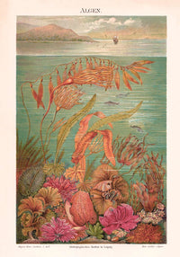 Seaweed Algen Collection Kunstdruck – UV-beständige Archivtinte Berlin — Ansicht 3