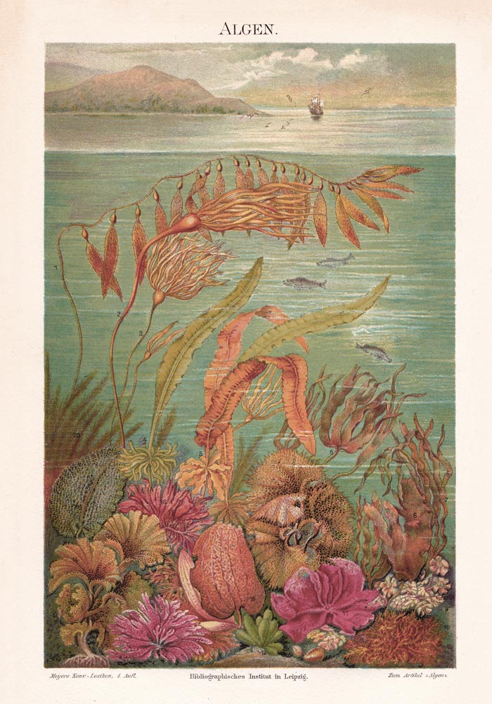 Seaweed Algen Collection Kunstdruck – UV-beständige Archivtinte Berlin — Ansicht 3