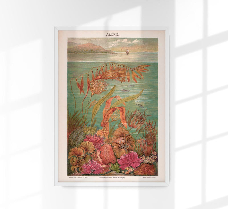 Seaweed Algen Collection Kunstdruck – UV-beständige Archivtinte Berlin — Patroa Studio