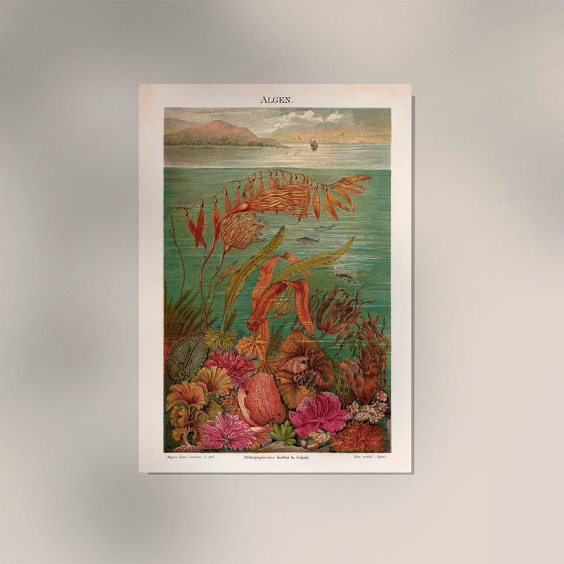 Seaweed Algen Collection Kunstdruck – UV-beständige Archivtinte Berlin — Ansicht 2